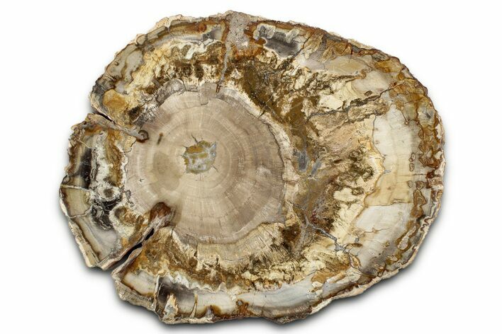 Beautiful Petrified Wood (Araucaria) Round - Madagascar #339385